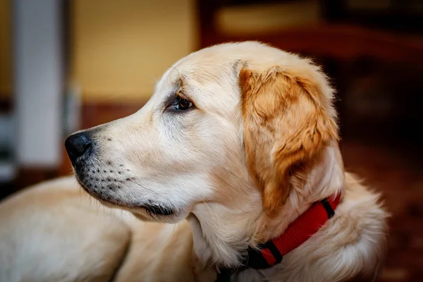 Golden Retriever — Stock Photo, Image