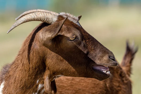 Brown goat — Stock Photo, Image