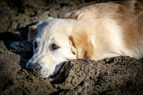 Golden retriever — Stockfoto