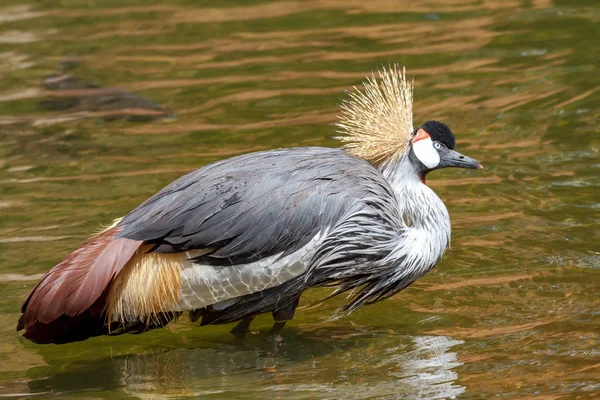 Beautiful grey crowned Common crane (Grus Grus) — Stock Photo, Image