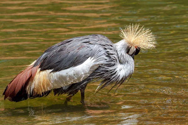 Beautiful grey crowned Common crane (Grus Grus) — Stock Photo, Image