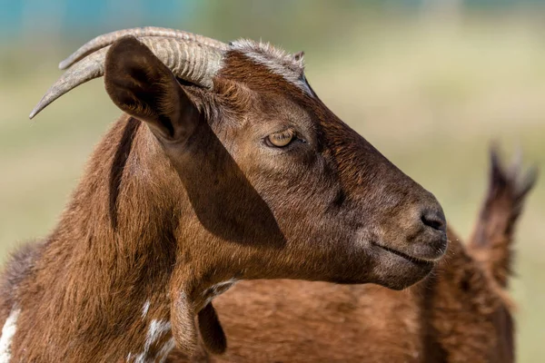 Bruin geit — Stockfoto