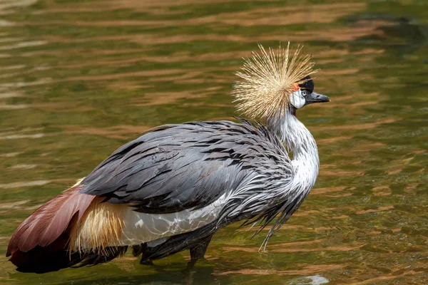 Beautiful grey crowned Common crane (Grus Grus) — Stock Photo, Image