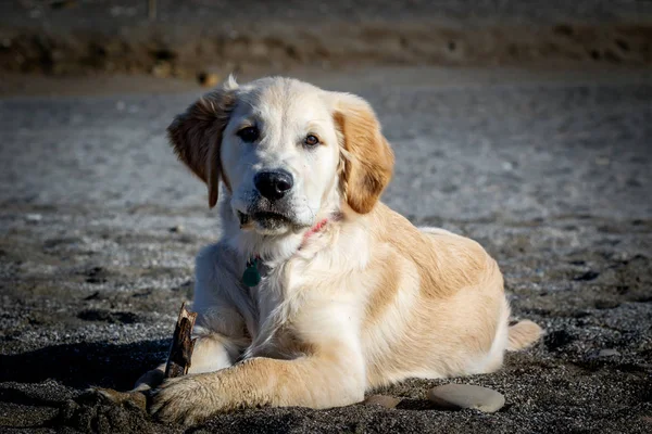 Golden retriever — Stockfoto