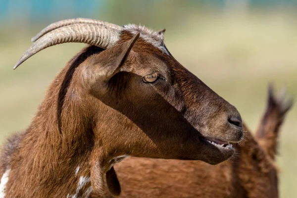 Brown goat — Stock Photo, Image