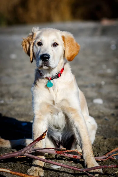 Gouden retriever — Stockfoto