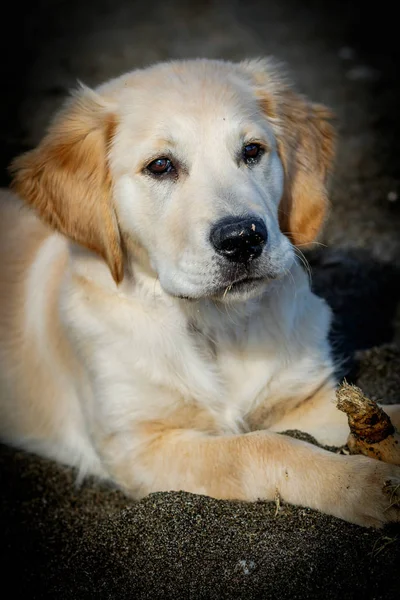 Golden retriever — Stockfoto