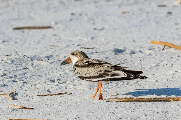 Svart skimmer (Rynchops niger) Pensacola, Florida, USA. — Stockfoto