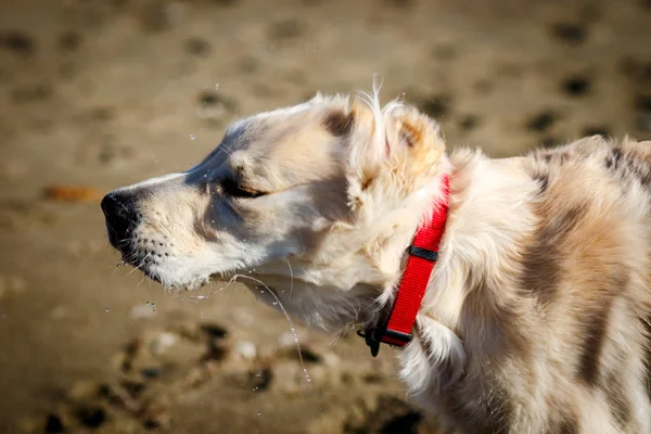 Gouden retriever — Stockfoto