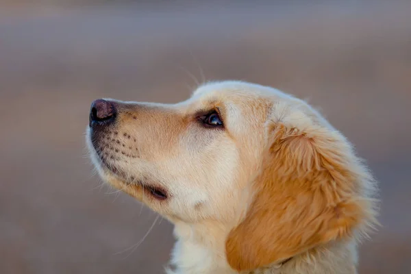 Gouden retriever — Stockfoto