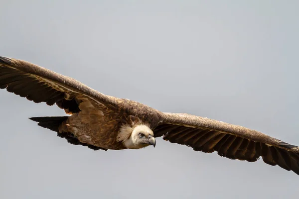 Grifone Avvoltoio, (Gyps fulvus ) — Foto Stock