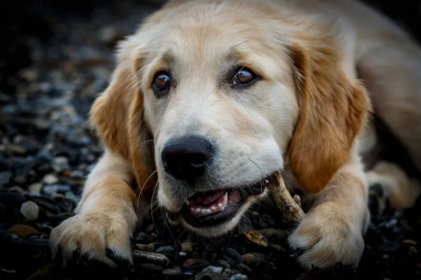 Golden retriever — Stockfoto