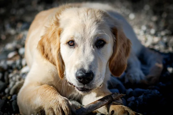 Golden retriever — Stockfoto