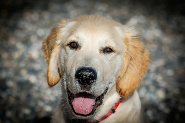 Golden Retriever — Photo