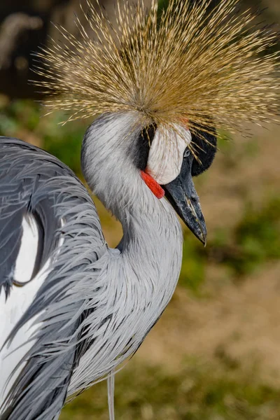 Beautiful grey crowned Common crane (Grus Grus) — Stock Photo, Image