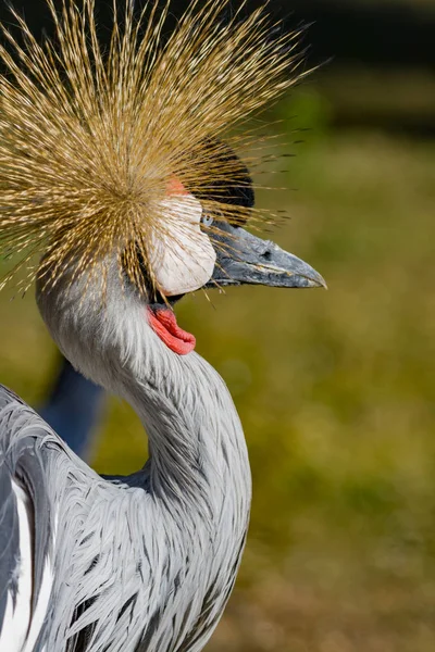 Beautiful grey crowned Common crane (Grus Grus) — Stock Photo, Image