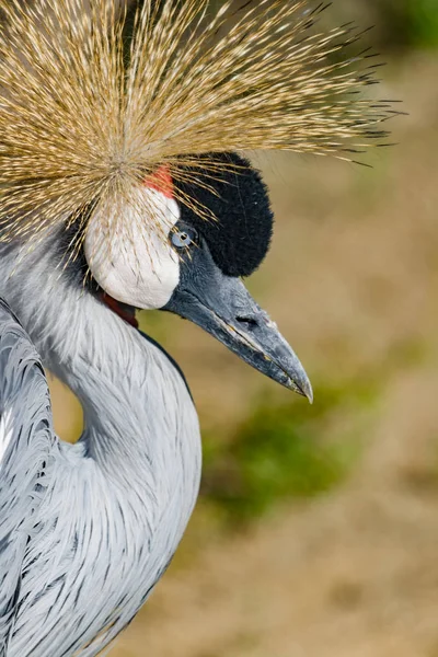 Beautiful grey crowned Common crane (Grus Grus) — Stock Photo, Image