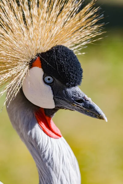 Beautiful grey crowned Common crane (Grus Grus) — Stock Photo, Image