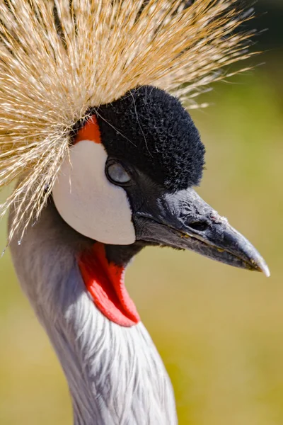 Beautiful grey crowned Common crane (Grus Grus) — Stock Photo, Image