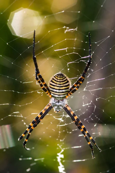 Araña, Argiope bruennichi —  Fotos de Stock
