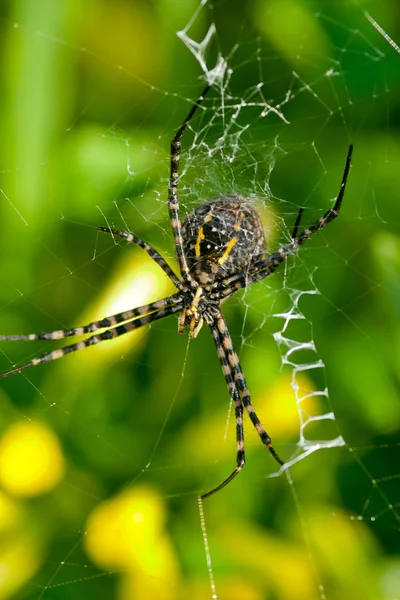 거미, argiope bruennichi — 스톡 사진