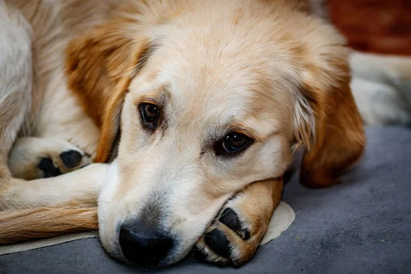 Golden Retriever Stock Image