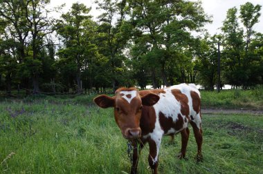bir inek çimenlerin üzerinde otlatma