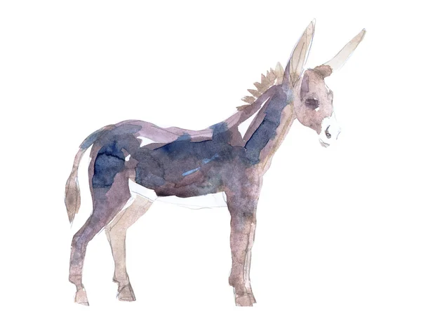 Watercolor Illustration Donkey White Background — Stockfoto