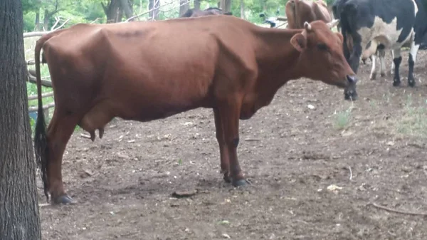 Vacas Pastando Hierba Tiro Cerca — Foto de Stock