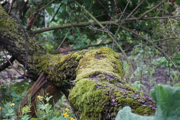 森の中の緑の苔のクローズアップ — ストック写真