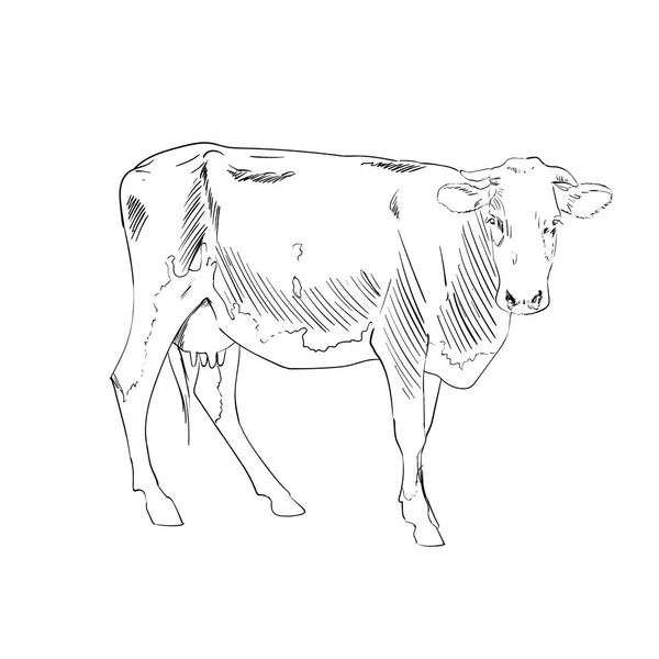 Illustration Abstraite Vache Couleur Vectorielle — Image vectorielle