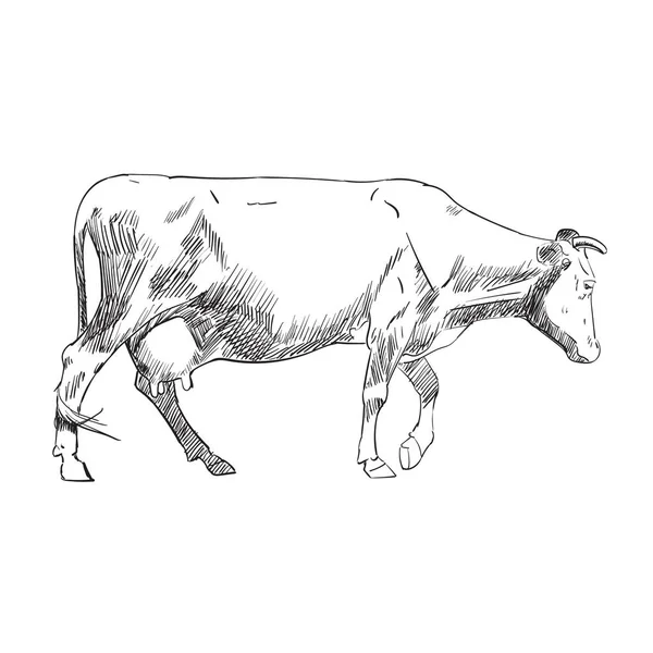Vector Kolor Ilustracja Krowa Streszczenie — Wektor stockowy