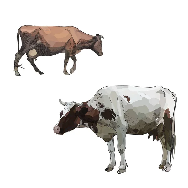 Illustration Abstraite Vache Couleur Vectorielle — Image vectorielle