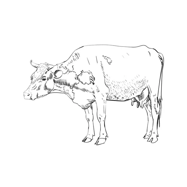 Illustration Abstraite Vache Couleur Vectorielle — Image vectorielle