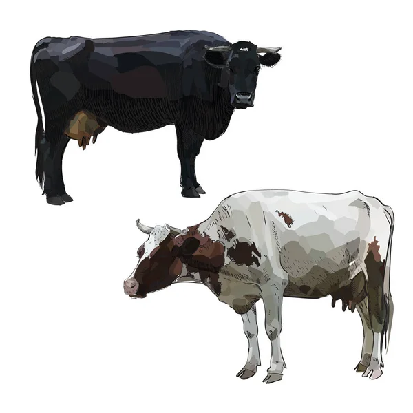 Illustration Abstraite Vache Couleur Vectorielle — Image vectorielle