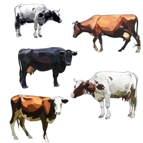 Cor Vetorial Vaca Ilustração Abstrata —  Vetores de Stock