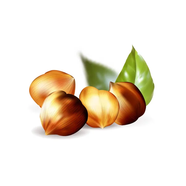 Vector Illustration Beautiful Realistic Nuts Leaves — Vettoriale Stock