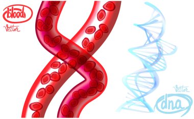 blood red cells, vessels 3d realistic illustration vector dna molecular lattice clipart