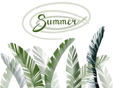 tropik yapraklar vektör kümesi