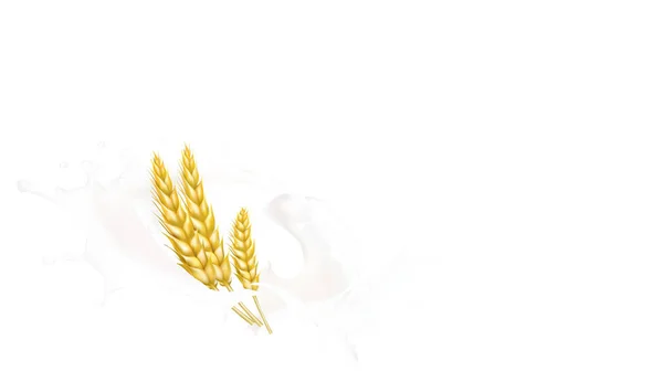 小麦穗与牛奶飞溅分离插图载体 — 图库矢量图片
