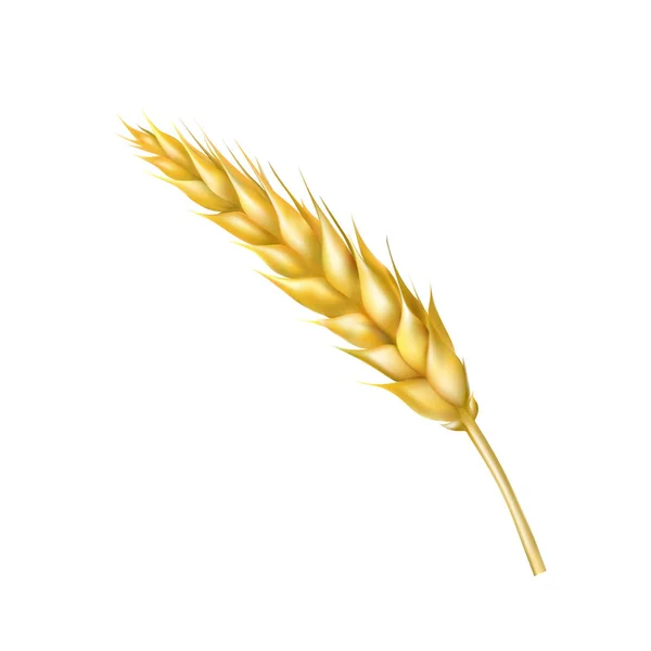 Набір ілюстрацій з пшениці шпилька Векторний набір ілюстрацій — стоковий вектор