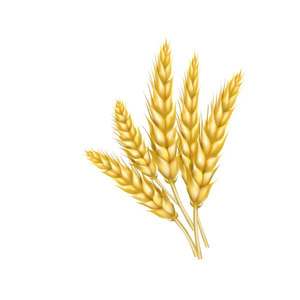 Set illustrazione vettoriale grano spikelet — Vettoriale Stock