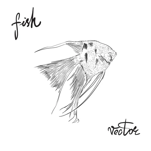 Conjunto de vetor de ilustração de peixe —  Vetores de Stock