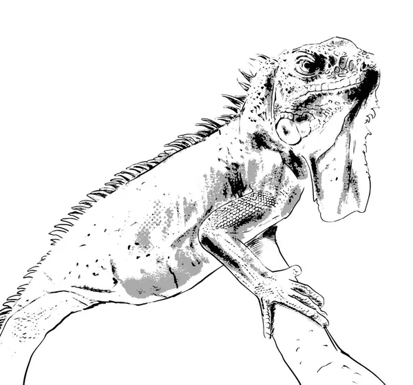 Iguana vector arte salvaje — Archivo Imágenes Vectoriales