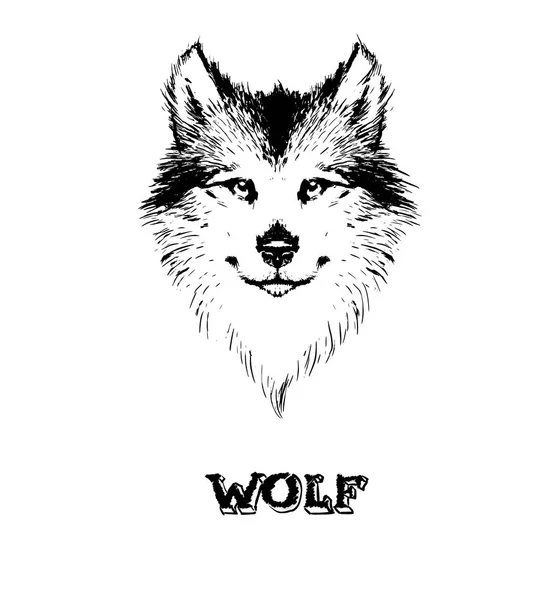 Lobo Logo Ilustración Fondo — Vector de stock