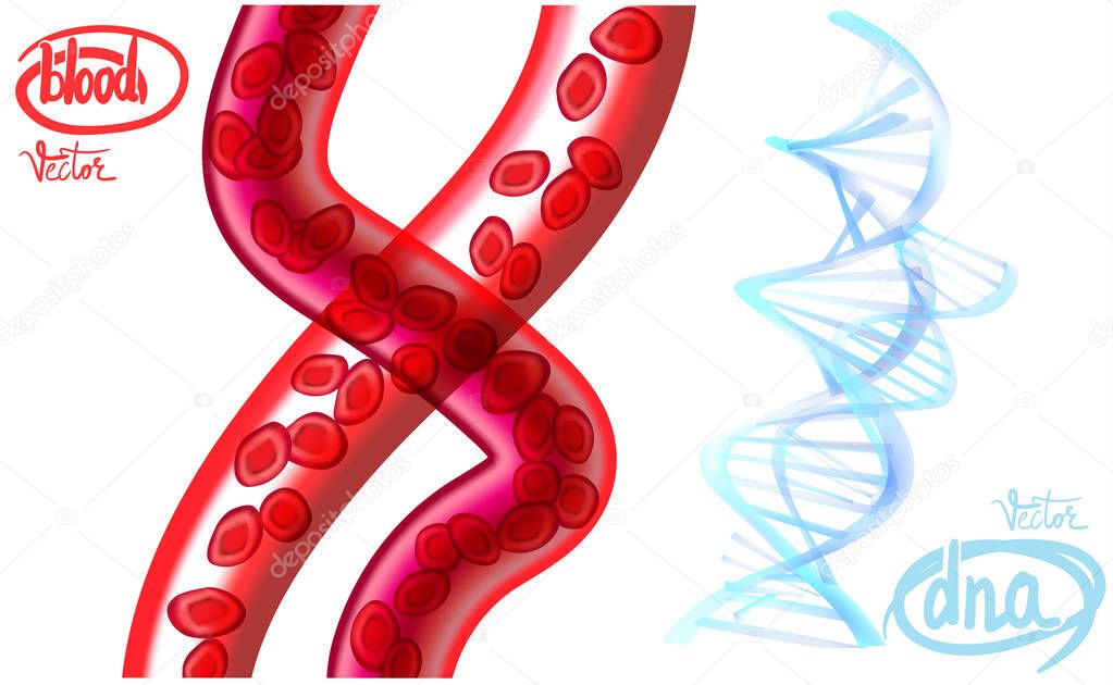blood red cells, vessels 3d realistic illustration vector dna molecular lattice