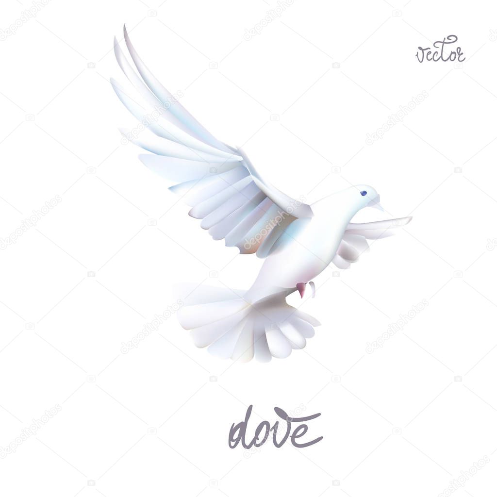 white dove of peace vector 3d illustration