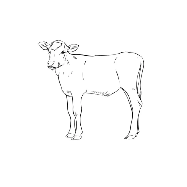Vaca Jovem Touro Ilustração Vetor — Vetor de Stock