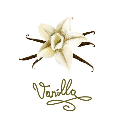 vanilya çiçeği ve yazı vektör illüstrasyon 