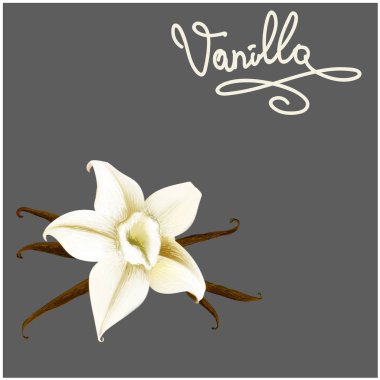 vanilya çiçeği ve yazı vektör illüstrasyon 